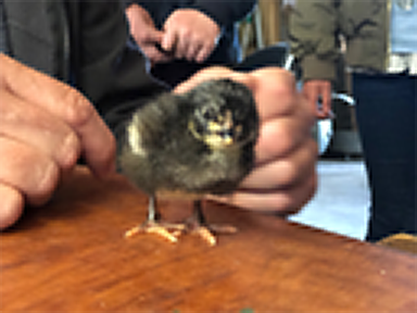 eins der neu geschlüpften Küken