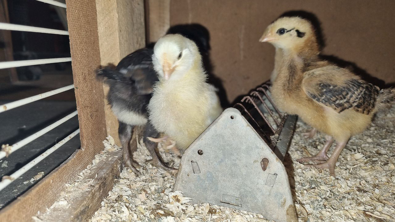 Drei süße kleine Kücken