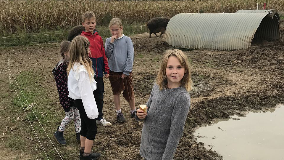 Kinder bei den Schweinen am Maislabyrinth