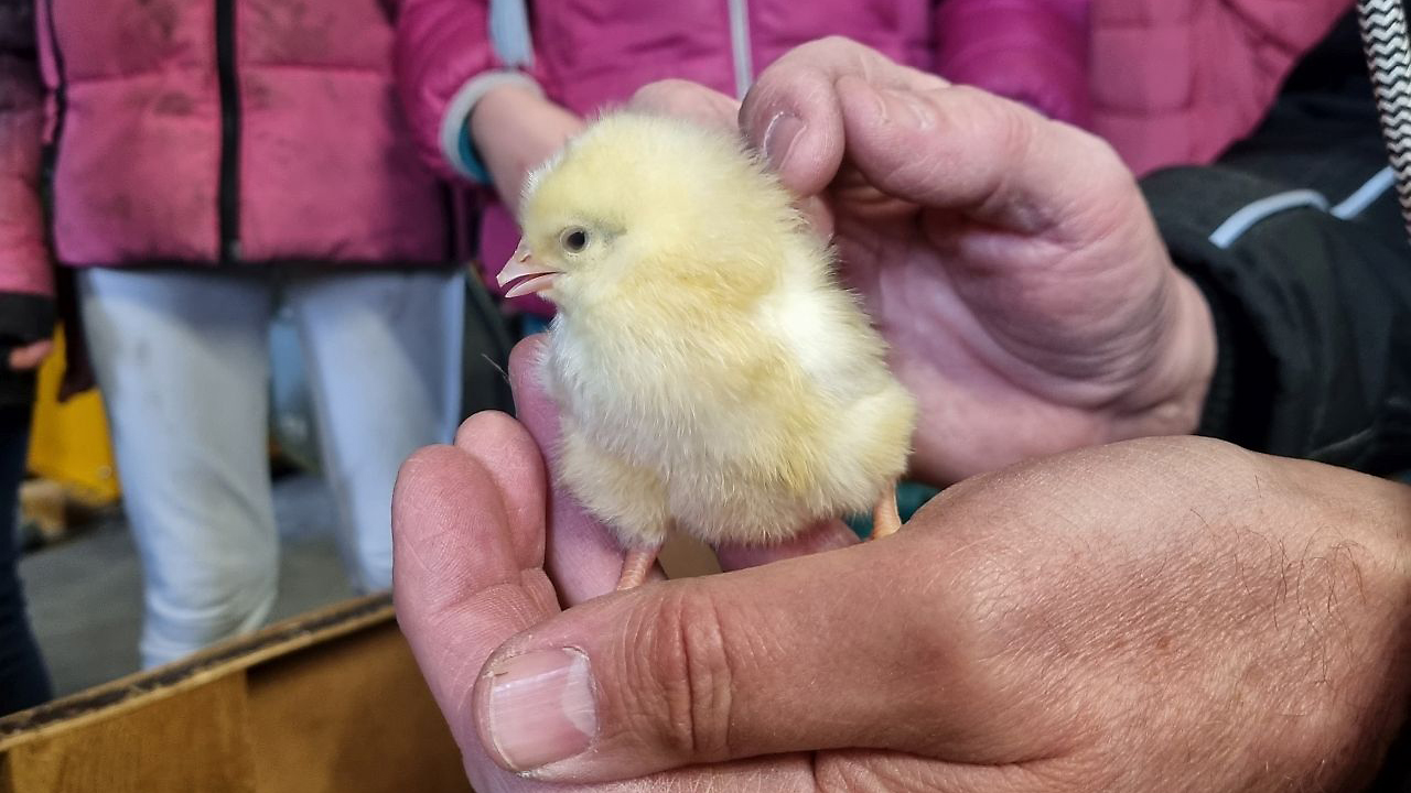 Ein süßes kleines Küken in den Händen des Hausmeisters Herrn Schacht